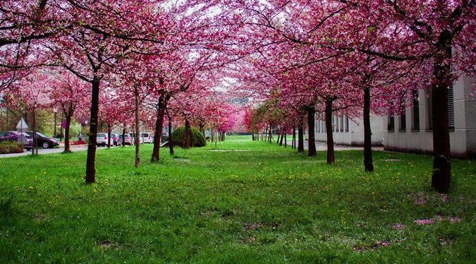 Çimler Ne Sıklıkta Havalandırılmalıdır?